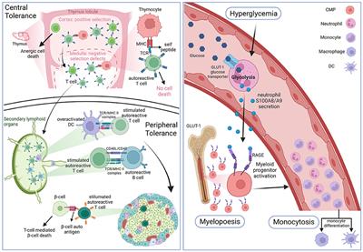 How dysregulation of the immune system promotes diabetes mellitus and cardiovascular risk complications